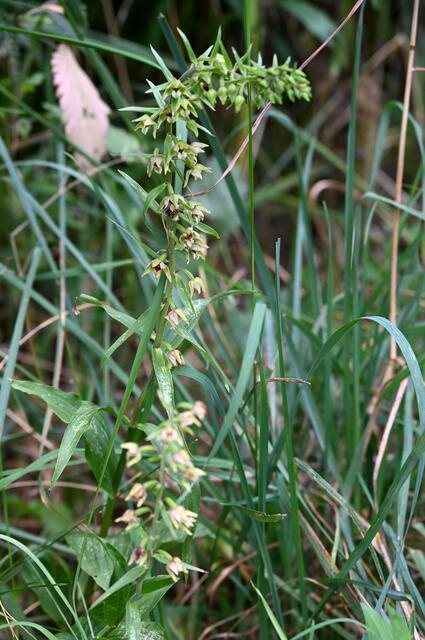 Breitblättrige Stendelwurz (Epipactes helleborine) | Foto: A. Abt
