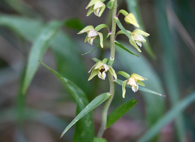 Breitblättrige Stendelwurz (Epipactes helleborine) | Foto: A. Abt