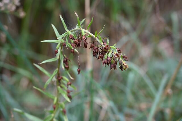 Breitblättrige Stendelwurz (Epipactes helleborine)
hier: Kapselfrüchte | Foto: A. Abt