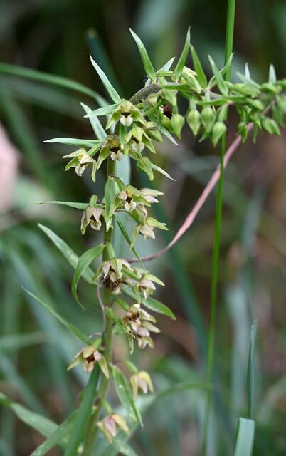 Breitblättrige Stendelwurz (Epipactes helleborine) | Foto: A. Abt