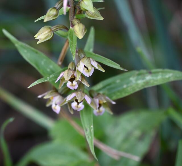 Breitblättrige Stendelwurz (Epipactes helleborine) | Foto: A. Abt