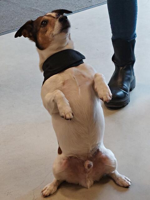 Maskottchen "Rusty" vom Maker Space | Foto: Brigitte Melder