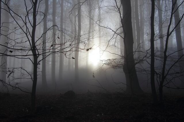 Lichtspiele (3) | Foto: Franz-Walter Mappes