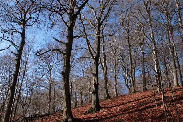 Buchenwälder so weit man schaut | Foto: Franz-Walter Mappes