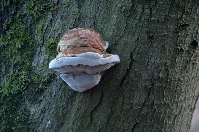 Ansichtssache: Hat etwas von Donald Duck | Foto: Franz-Walter Mappes