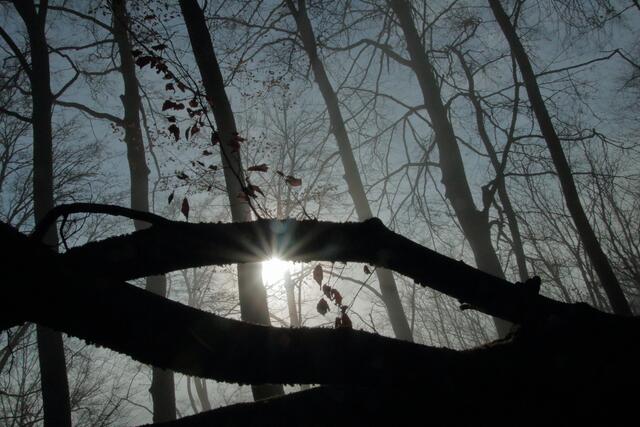 Lichtspiele (1): Nebel, Sonne und Wald reizen jeden Fotografen | Foto: Franz-Walter Mappes