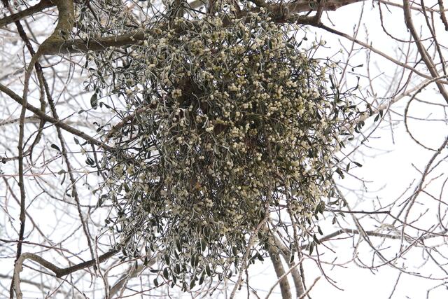 Unter dem Mistelzweig | Foto: Franz-Walter Mappes
