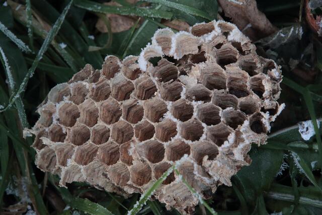 Am Wegrand | Foto: Franz-Walter Mappes