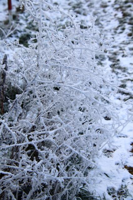 Eisblumen | Foto: Franz-Walter Mappes