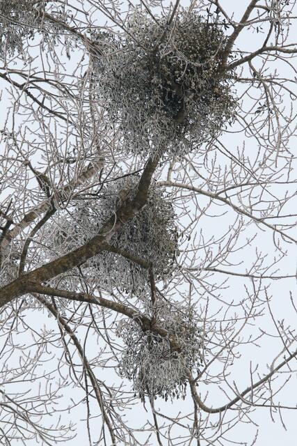Blick in die Bäume | Foto: Franz-Walter Mappes