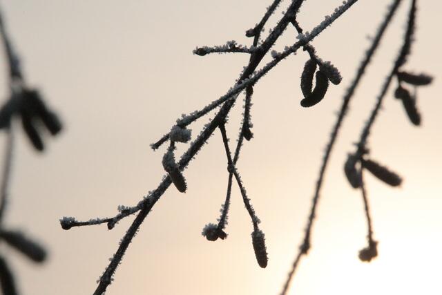 Nahaufnahme | Foto: Franz-Walter Mappes
