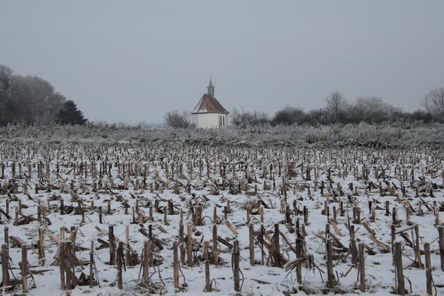 Abgeerntet | Foto: Franz-Walter Mappes