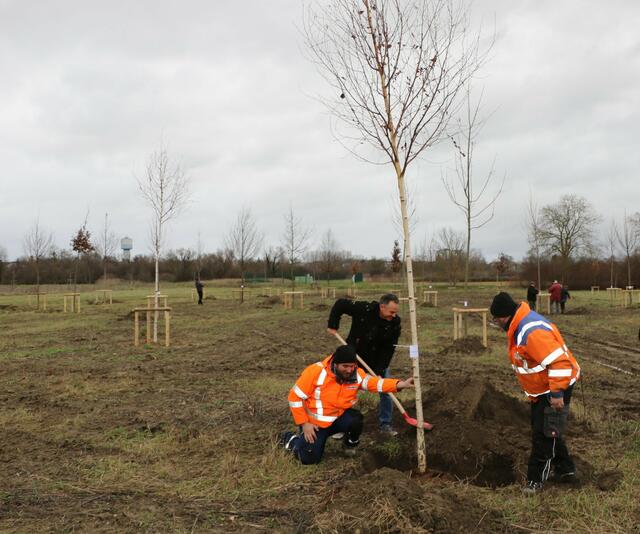 Bürger, Stadtverwaltung und Spender haben beim Pflanzen der Bäume gemeinsam angepackt | Foto: Heike Schwitalla