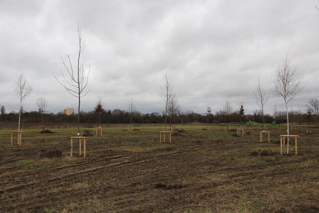 auf der Gemarkung »Rossig dritte Gewanne« an der Konrad-Nolte-Straße entsteht ein klimaresistenter Wald | Foto: Heike Schwitalla