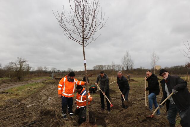 Bürger, Stadtverwaltung und Spender haben beim Pflanzen der Bäume gemeinsam angepackt | Foto: Heike Schwitalla