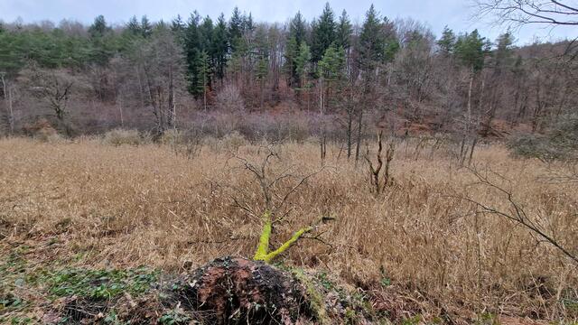 Zwischendurch geben die Bäume immer wieder den Blick auf das schilfbewachsene Tal frei | Foto: Ralf Vester