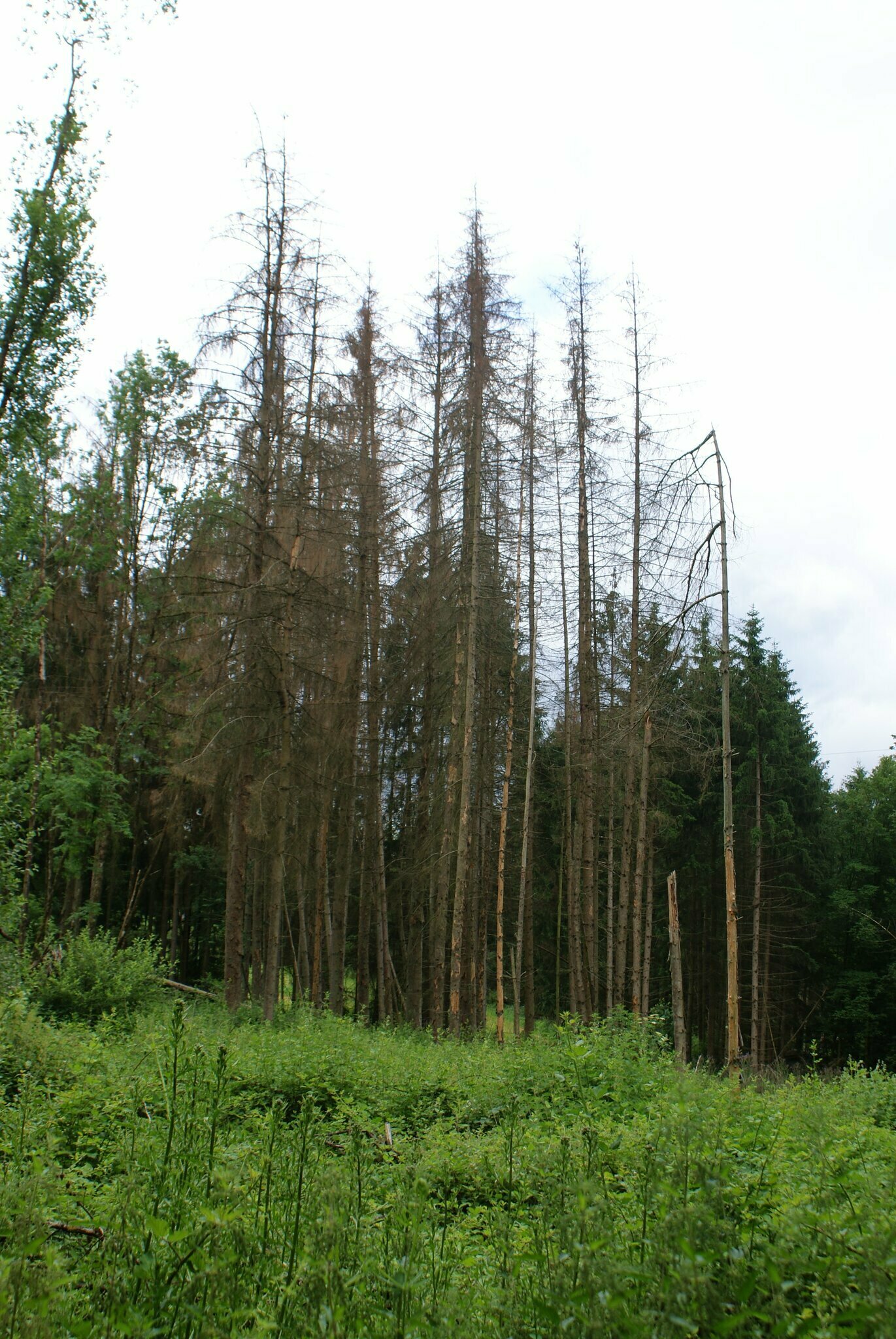 PfälzerwaldVerein Hochspeyer Seniorenwanderung Hochspeyer