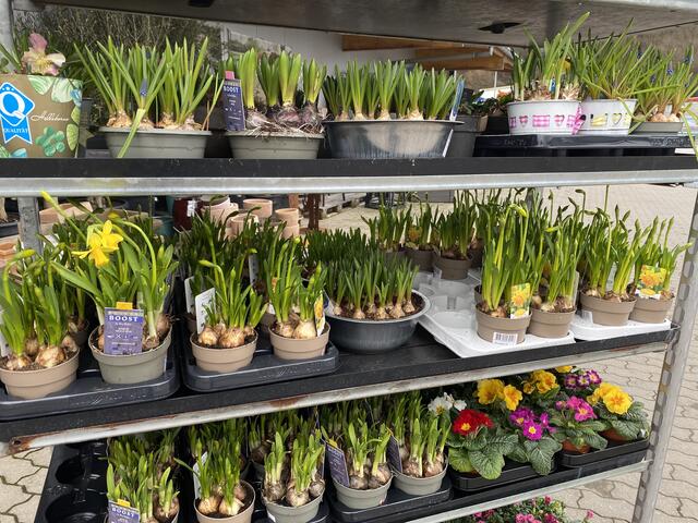 Die ersten Blumenzwiebeln sind im Gartenmarkt beim Landfuxx in Weilerbach eingezogen und warten auf Ihre neuen Besitzer. | Foto: Claudia Bardon