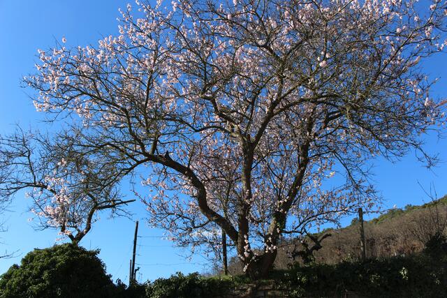 Zahlreiche Mandelbäume stehen schon in voller Blüte | Foto: markus Pacher
