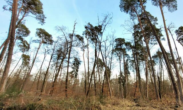 Vom Wurzelfraß der Engerlinge geschädigte Bäume im Bienwald bei Jockgrim | Foto: A. Abt