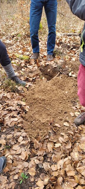 Suche nach Engerlingen, Forstrevier Berg | Foto: A. Abt