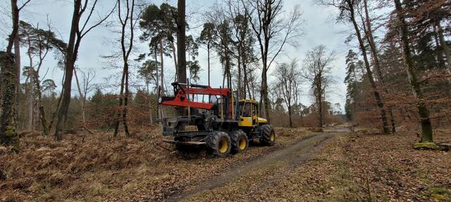 Harvester im Bienwald bei Jockgrim | Foto: A. Abt