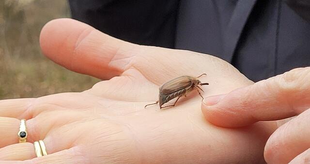 Ein früher Maikäfer am 26. Februar 2023 im Bienwald, Revier Berg | Foto: A. Abt - Fotos vom Smartphone - diese und die folgenden