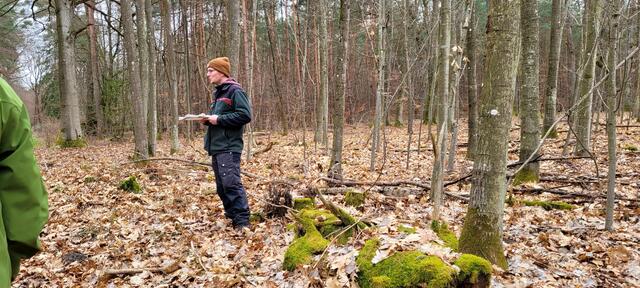 Revierförster Alexander Kraus vor Pflanzung von Rot-Eichen aus den 1950er oder 1960er Jahren | Foto: A. Abt