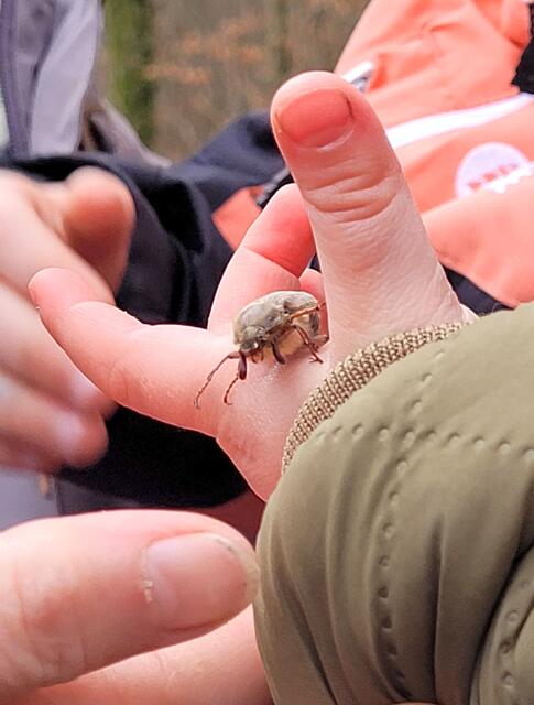 "Früher Maikäfer" auf Kinderhand im Bienwaldrevier Berg | Foto: A. Abt