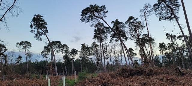 Wenige Kiefern blieben übrig,  die Buchen sind längst dem Maikäfer zum Opfer gefallen. Im Bienwald bei Jockgrim | Foto: A. Abt