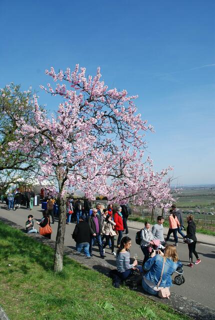  Mandelblütenfest | Foto: Harald Schönig