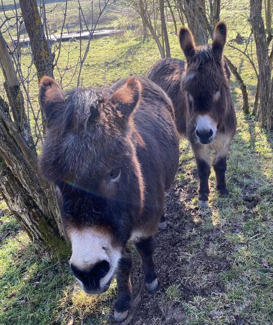 Bei Arendt und Klaus ist der Knuddelfaktor ganz weit oben  | Foto: Claudia Bardon