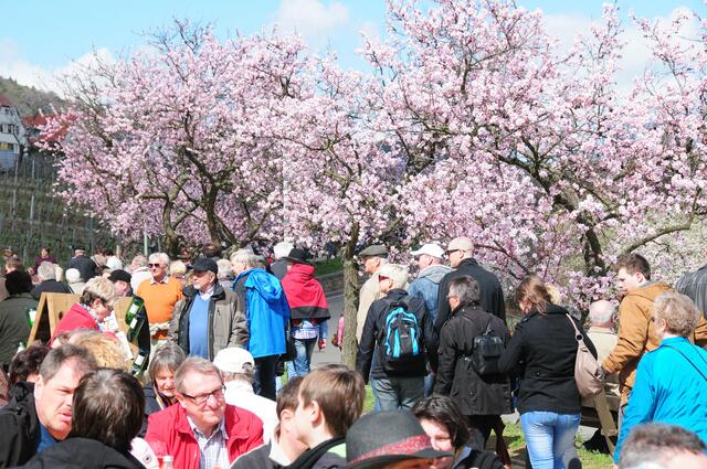  Mandelblütenfest | Foto: Harald Schönig
