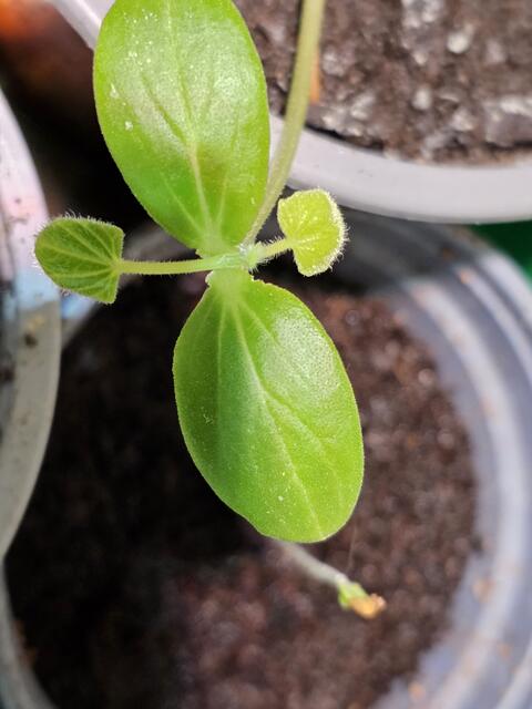 Foto: Gisela Böhmer