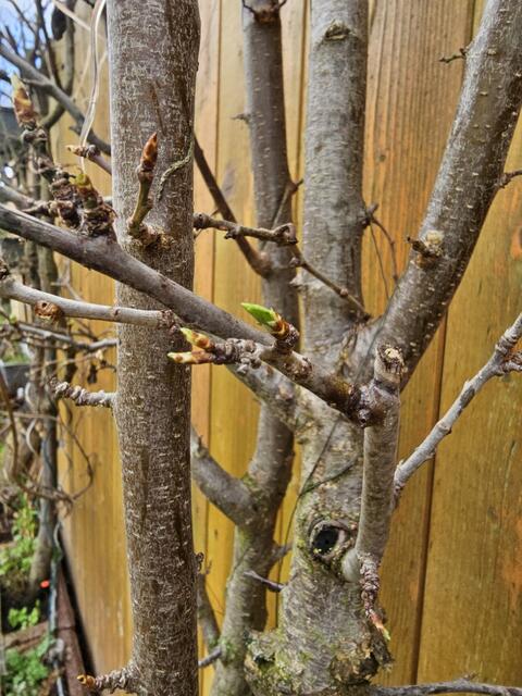 Gartenarbeit im März das sollte jetzt gepflanzt werden Neustadt