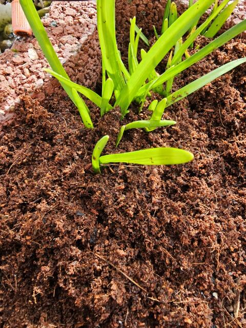 Gartenarbeit im März: Die ersten Blumen kommen solangsam hervor | Foto: Gisela Böhmer