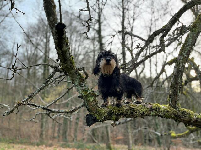 Mittendrin statt nur dabei: Der Dackel "Amsel" ist Jolandas treuer Begleiter im Wald | Foto: Jolanda Maurer