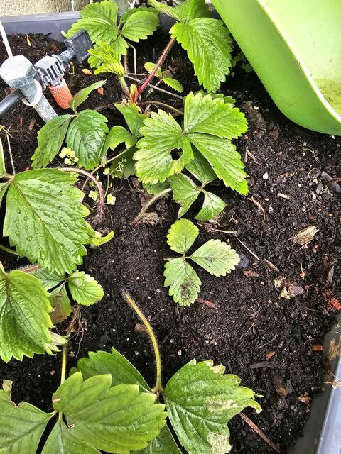 Erdbeeren sollten von gereinigt werden. Erdbeeren können auch im Topf auf dem Balkon stehen | Foto: Gisela Böhmer