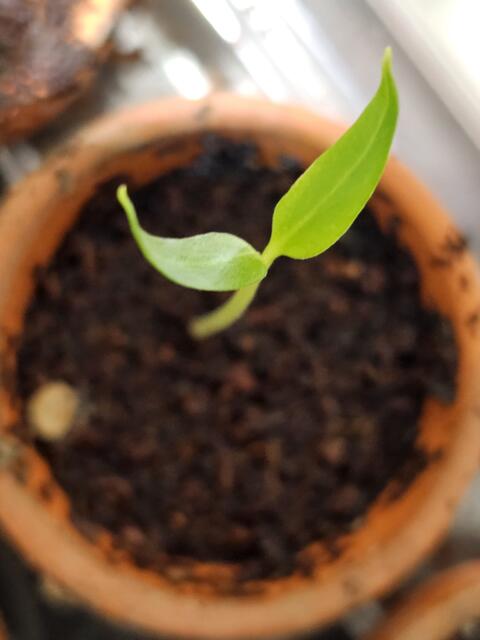 Foto: Gisela Böhmer