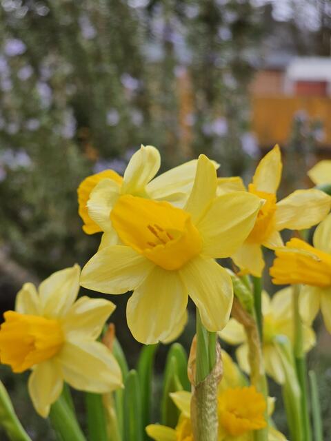 Frühling: die ersten Blumen blühen | Foto: Gisela Böhmer