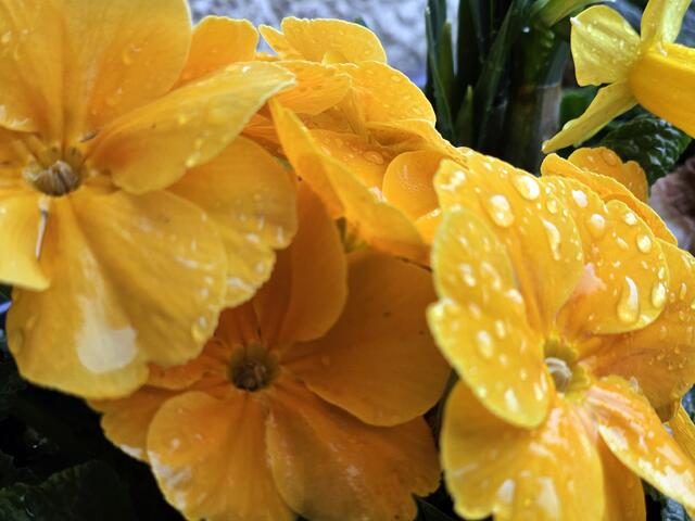 Frühlingsblumen sind überall nun erhältlich. Sie können auch bei Frost draußen stehen.  | Foto: Gisela Böhmer