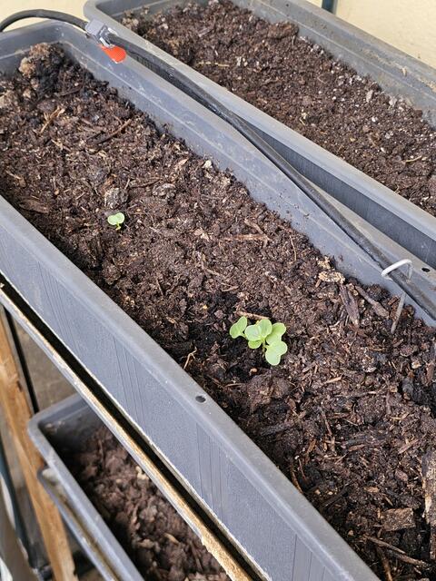 Gartenarbeit: Für Blume und Blüte gilt pflegen, pflegen und nochmals pflegen.  | Foto: Gisela Böhmer