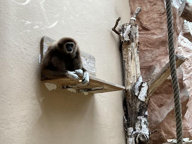 Weißhandgibbon | Foto: Katharina Schmitt