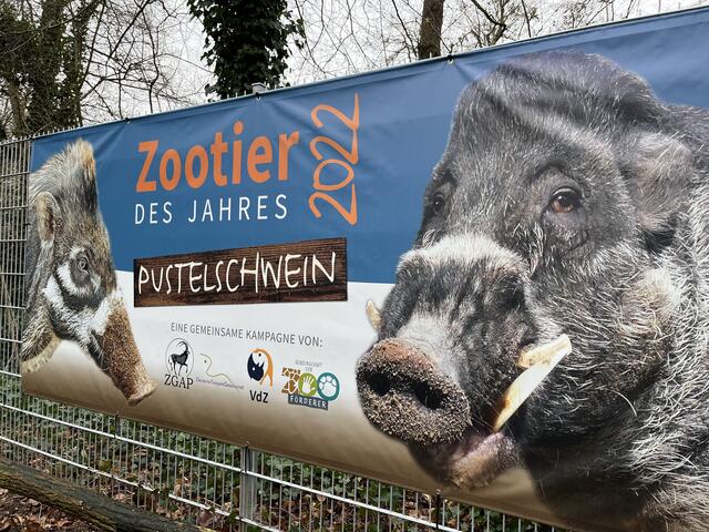 Der Banner zum Zootier des Jahres 2022: Das Pustelschwein ist auch im Zoo Landau zu sehen | Foto: Katharina Schmitt