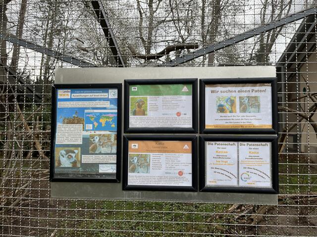 Das Zootier des Jahres 2023: Eine Araart, der Blaukehlara, im Zoo Landau | Foto: Katharina Schmitt