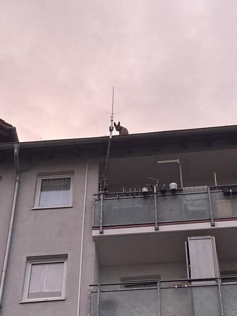 der Hund hatte sich über die Dachterrasse auf das Dach des 6-stöckigen Hauses verirrt | Foto: Polizei Germersheim