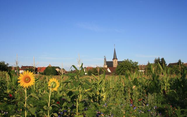 Der "Gäudom" von Geinsheim