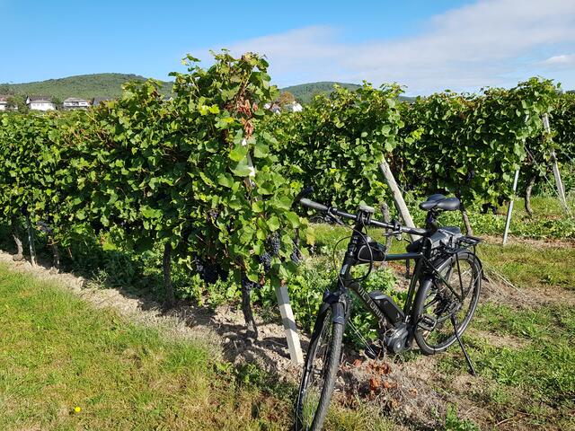 Radeln durch die Weinberge