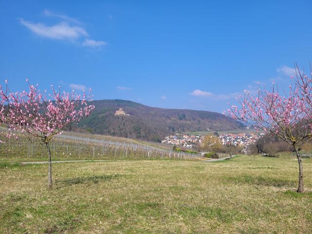 Duftende Mandelbäume säumen den Radweg