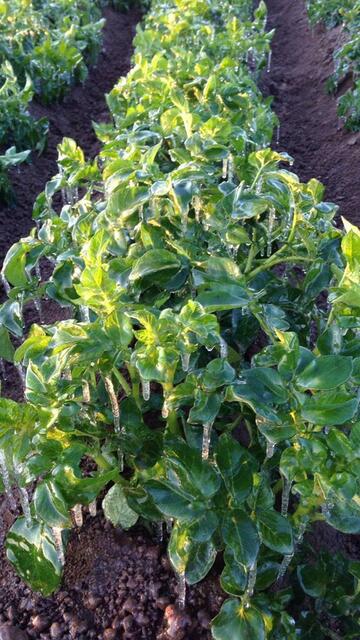 Kartoffeln | Foto: Christoph Zehfuß